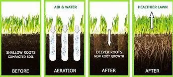 A picture of the same roots as before and after aeration.