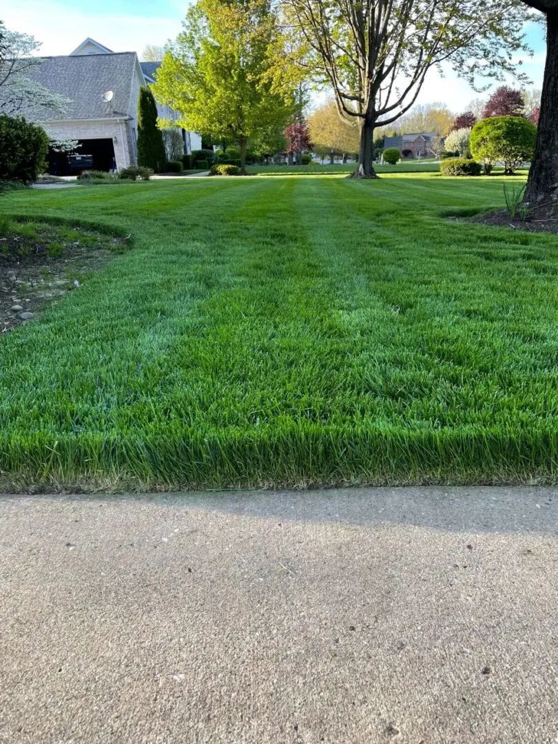 A lawn that has been cut and is ready for the grass to be cut.