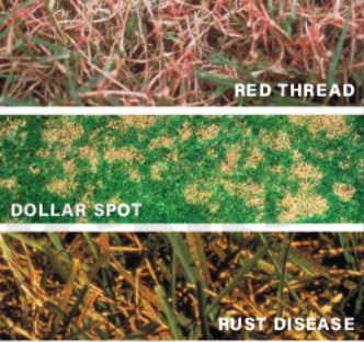 A series of three pictures showing different types of weeds.