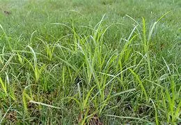 A close up of some grass in the field