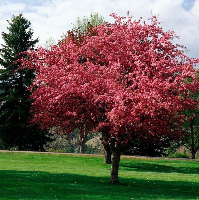 A tree with pink flowers in the middle of a field.